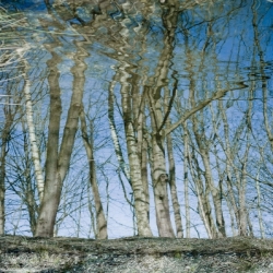 Reflection Trees