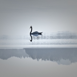 Reflection Swan